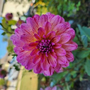 Product Title Here